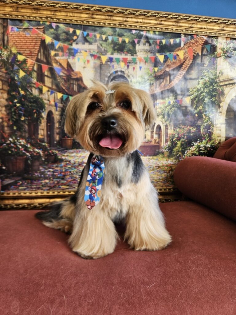 Fred na Realeza Pets, foto 12