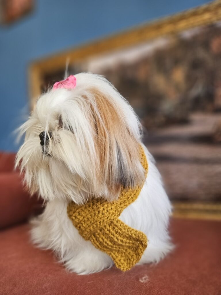 Amora Louise na Realeza Pets, foto 25