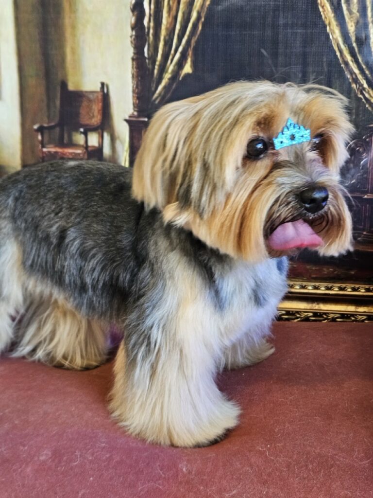 Fred na Realeza Pets, foto 25