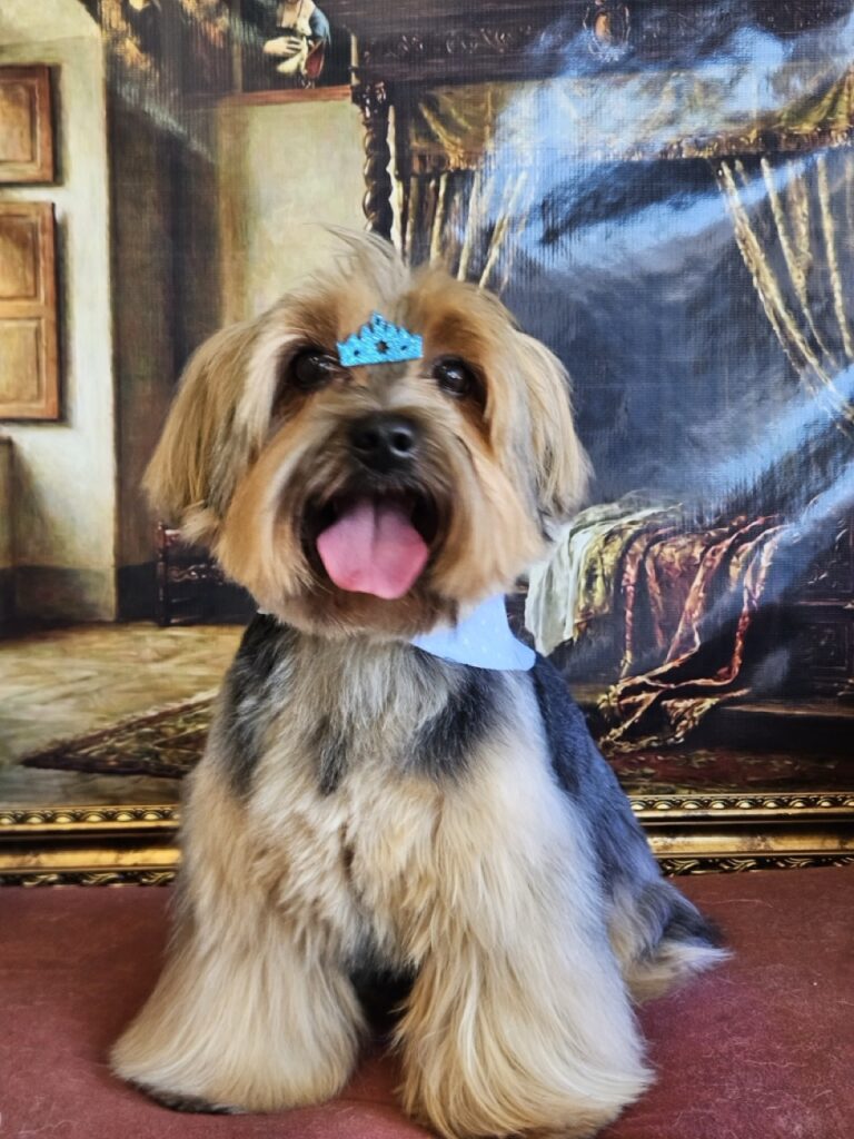 Fred na Realeza Pets, foto 24