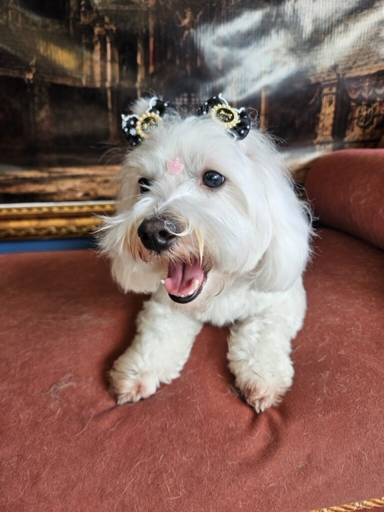 Alice na Realeza Pets, foto 13