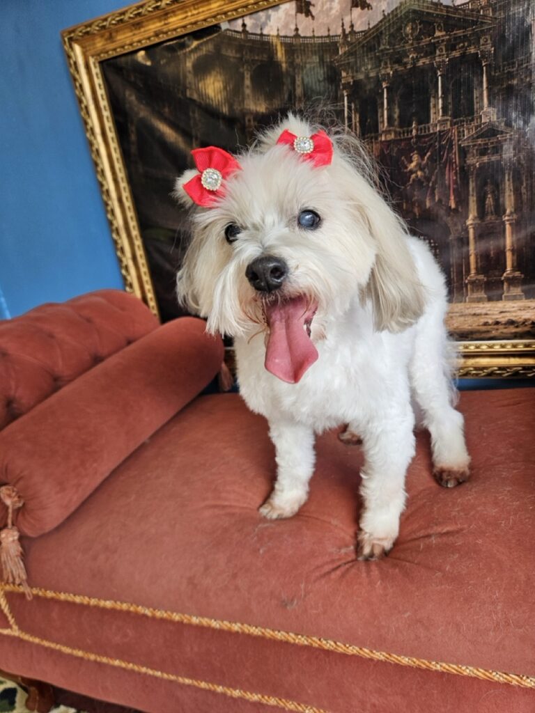 Alice na Realeza Pets, foto 14