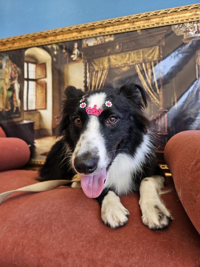 Aurora na Realeza Pets, foto 6