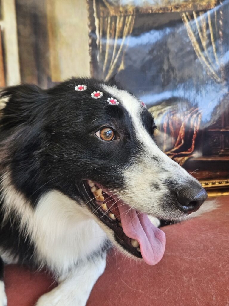 Aurora, Border Collie atendido na Realeza Pets