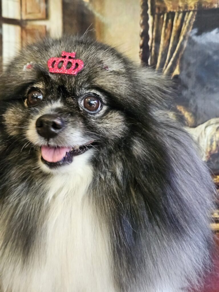 Sophie na Realeza Pets, foto 7