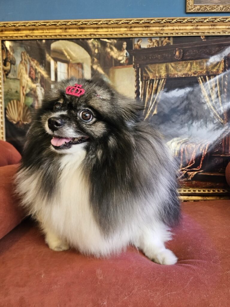 Sophie na Realeza Pets, foto 8
