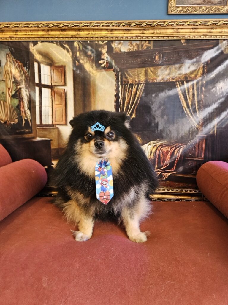 Duke na Realeza Pets, foto 7
