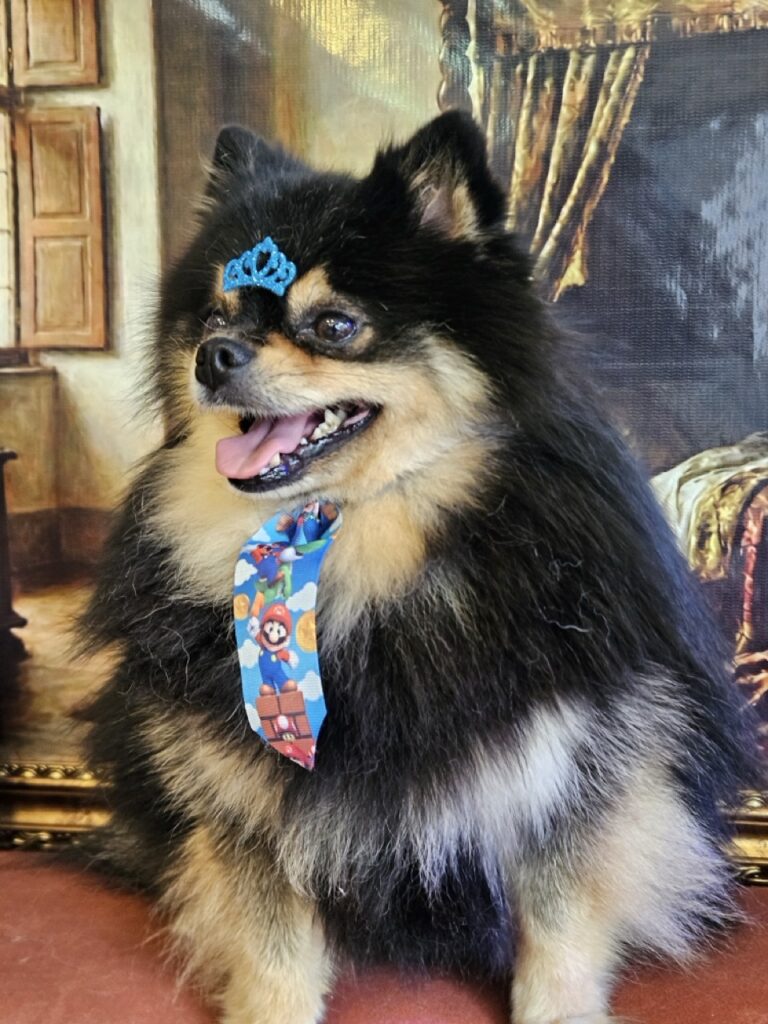 Duke na Realeza Pets, foto 8