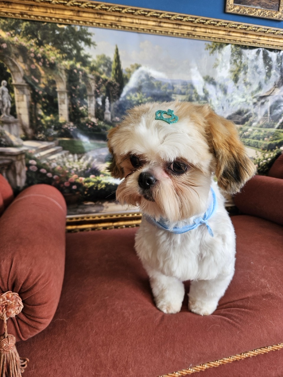Tosa Tosa Bebê em Oliver, Shih Tzu, feita na Realeza Pets