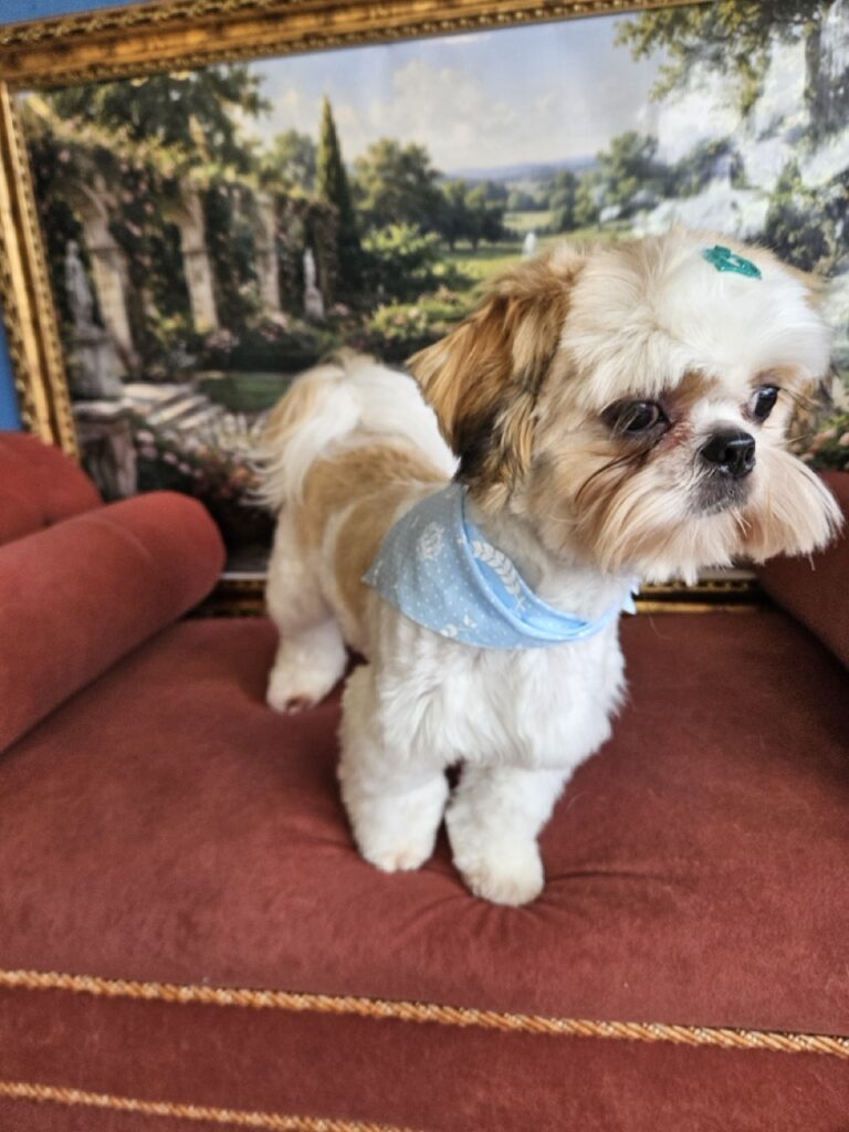 Oliver na Realeza Pets, foto 28