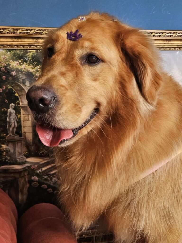 Fiona na Realeza Pets, foto 19