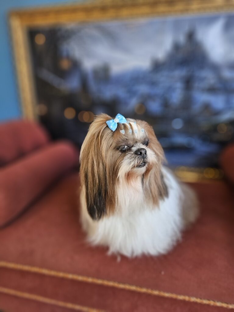 Katy Perry na Realeza Pets, foto 34