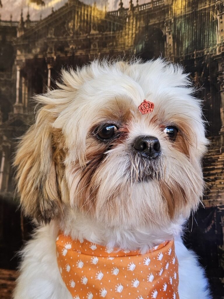 Oliver na Realeza Pets, foto 43