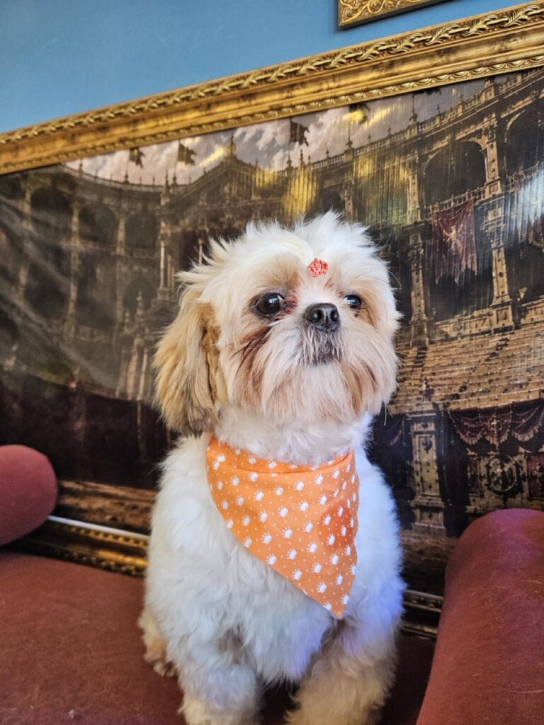 Oliver, Shih Tzu atendido na Realeza Pets
