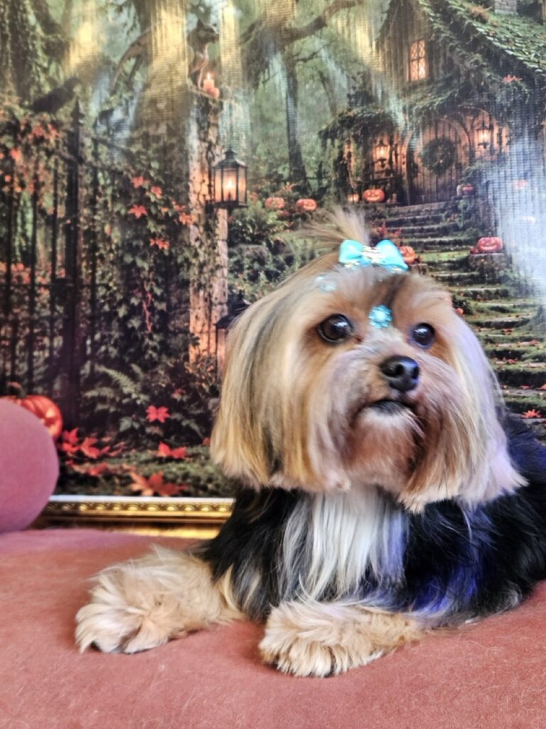Nana na Realeza Pets, foto 49