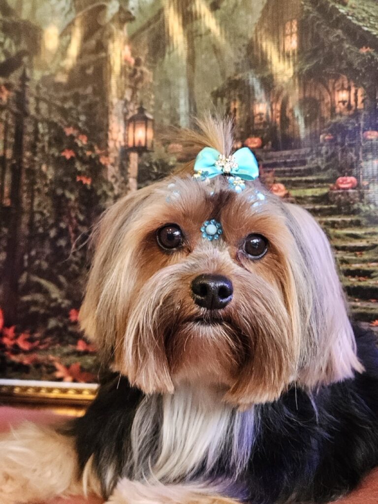 Nana na Realeza Pets, foto 50
