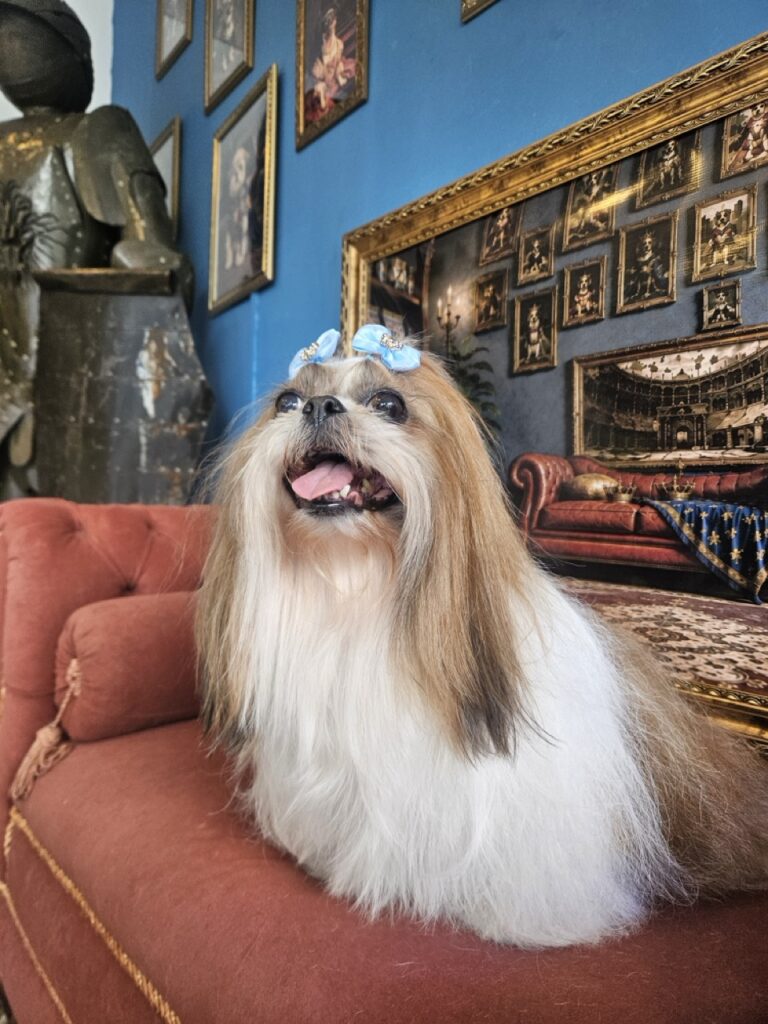 Katy Perry na Realeza Pets, foto 42