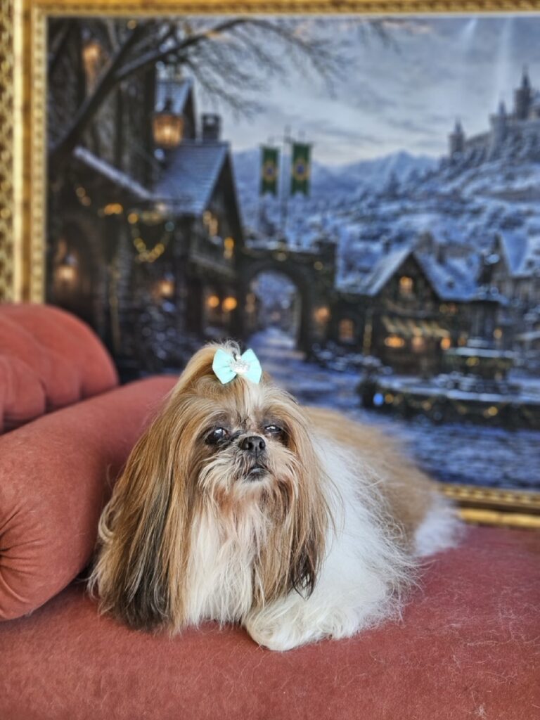 Katy Perry na Realeza Pets, foto 29