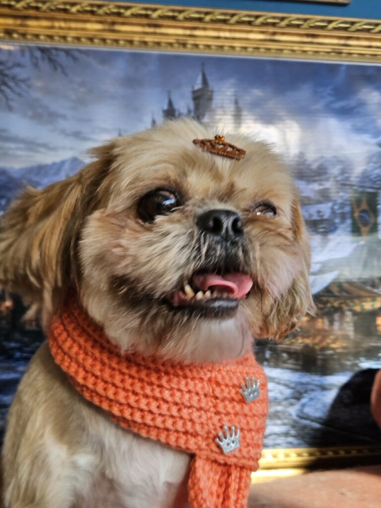 Spencer na Realeza Pets, foto 10