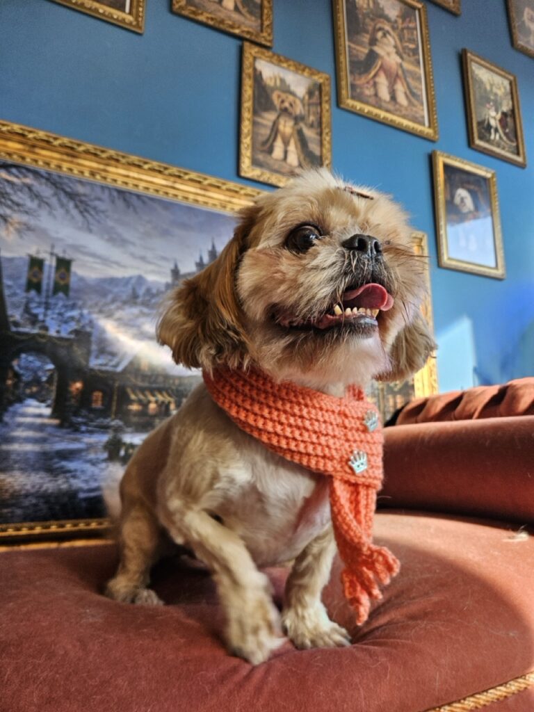 Spencer na Realeza Pets, foto 11