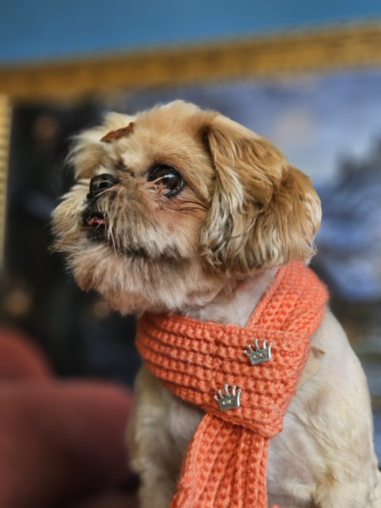 Spencer na Realeza Pets, foto 12
