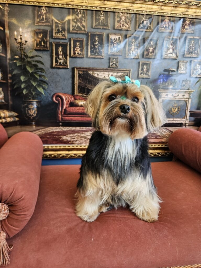 Nana na Realeza Pets, foto 45