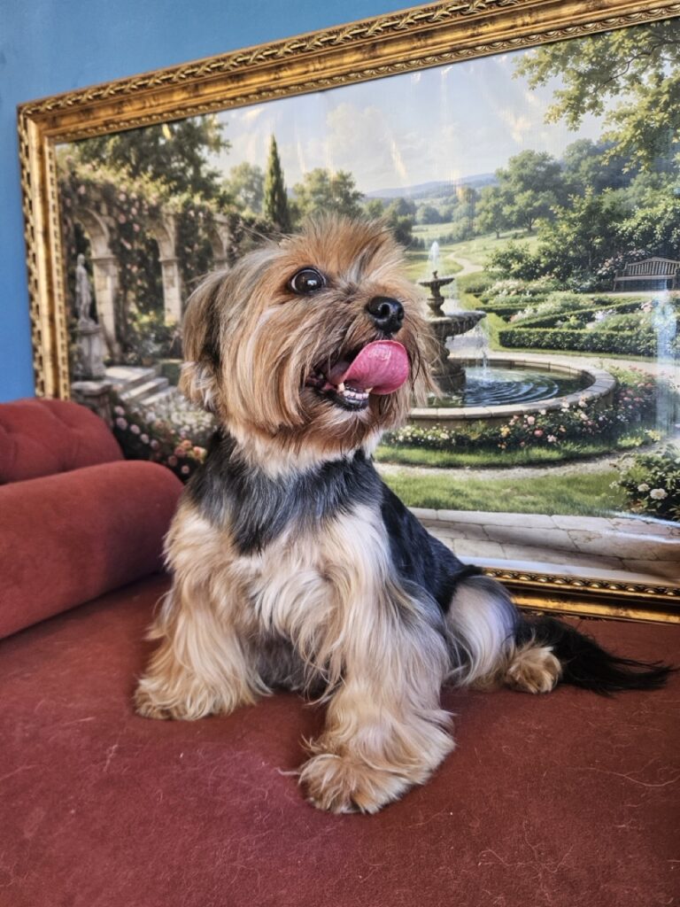 Nana na Realeza Pets, foto 18