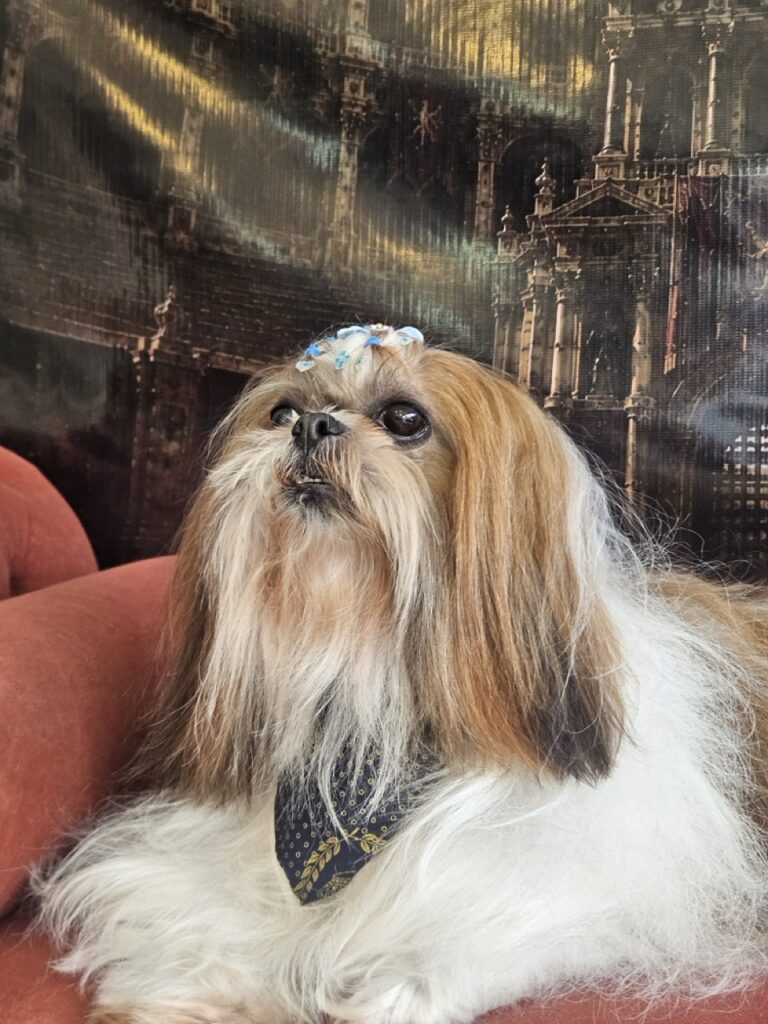 Katy Perry na Realeza Pets, foto 36