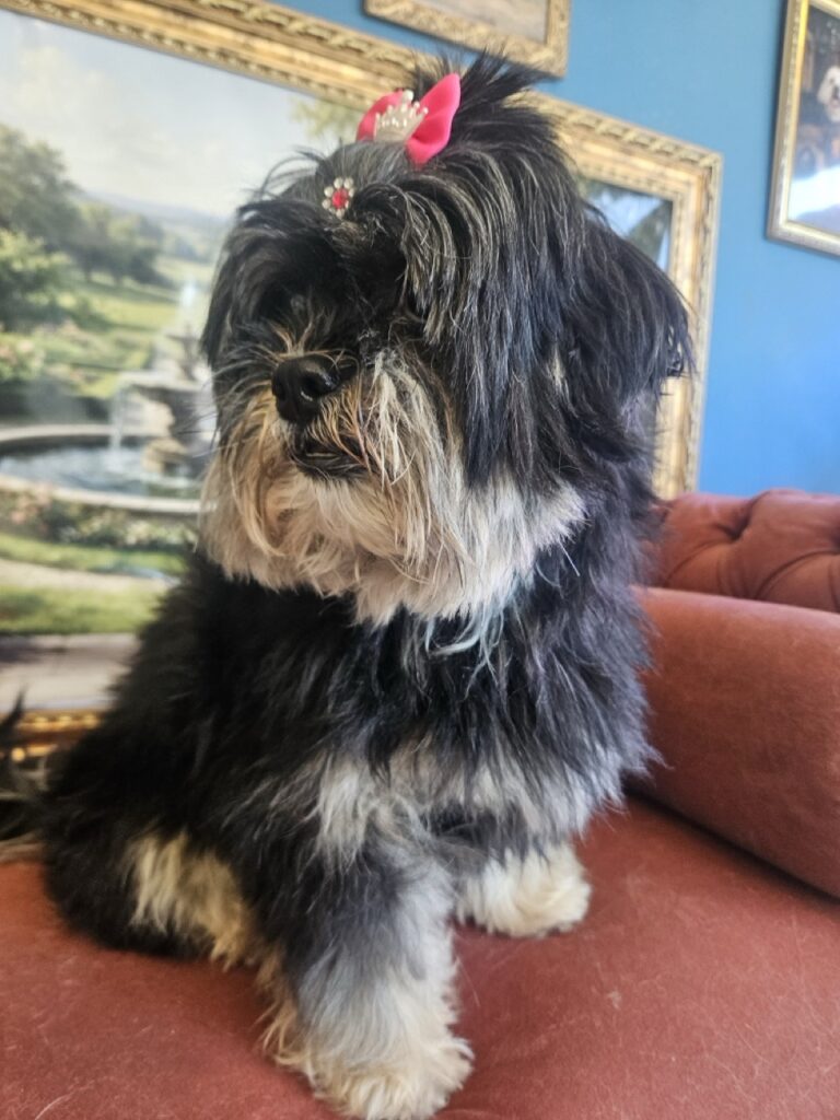 Nutella na Realeza Pets, foto 36