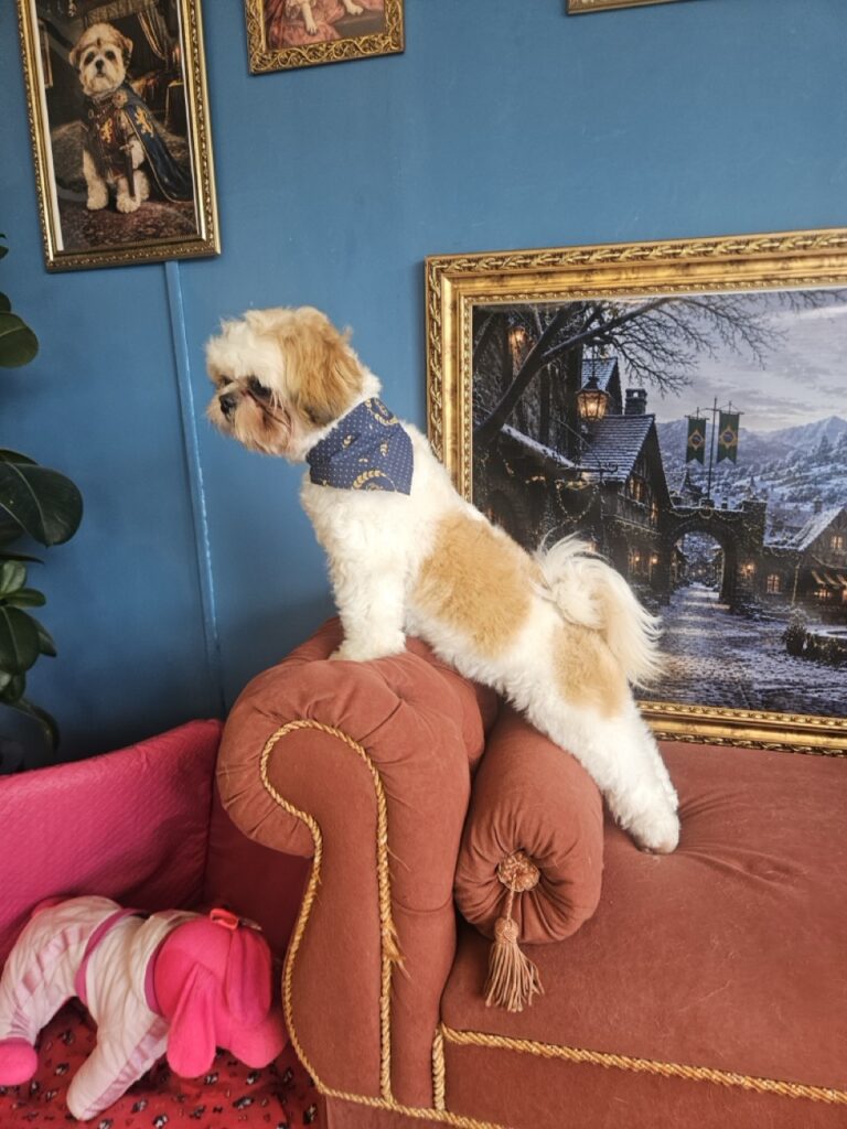 Oliver na Realeza Pets, foto 40