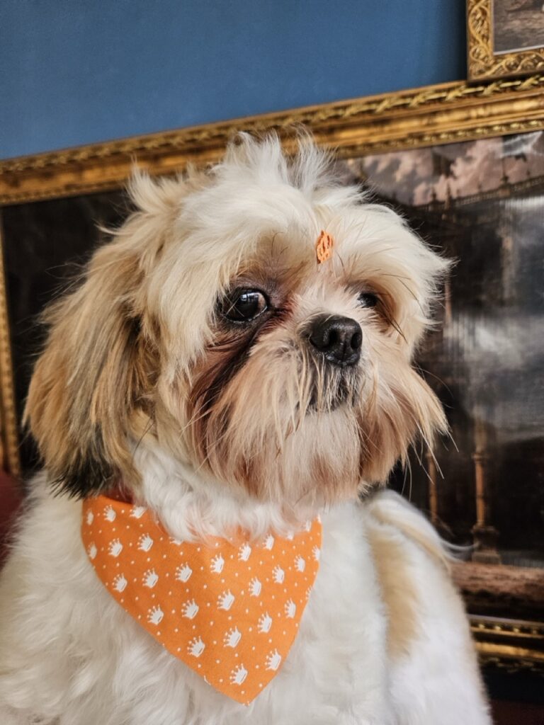 Oliver na Realeza Pets, foto 45