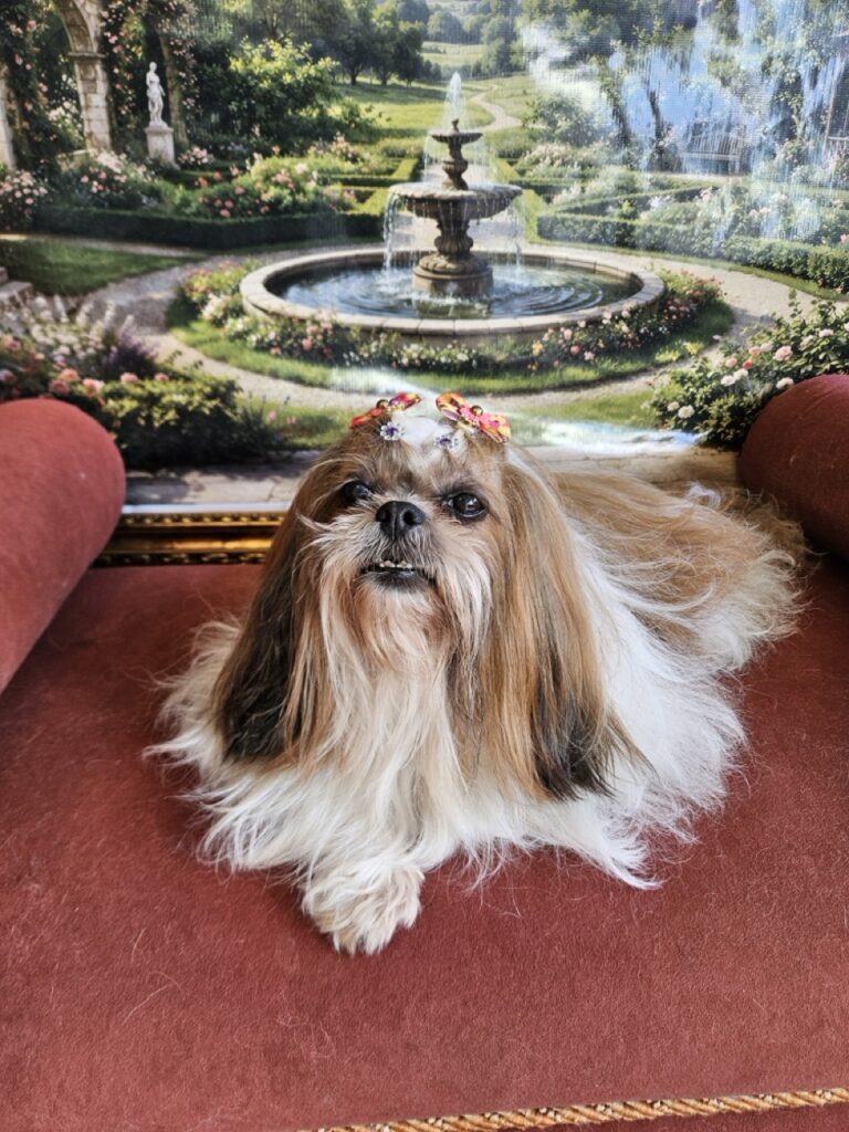 Katy Perry na Realeza Pets, foto 17