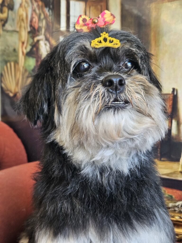 Nutella na Realeza Pets, foto 13