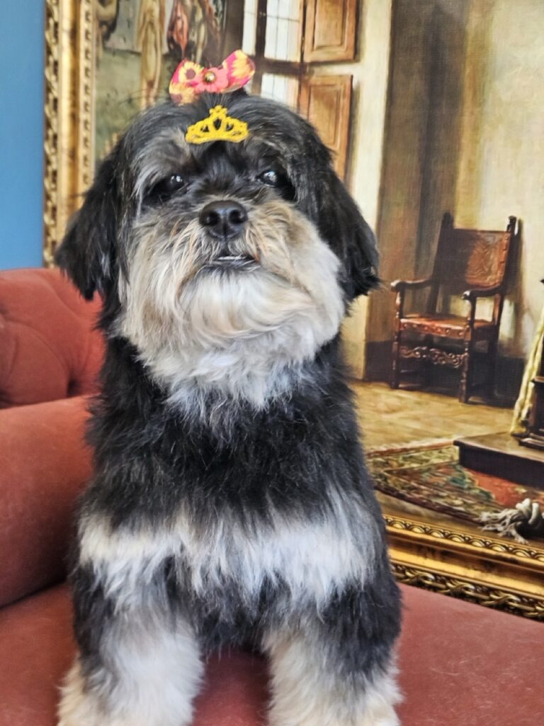 Nutella na Realeza Pets, foto 14