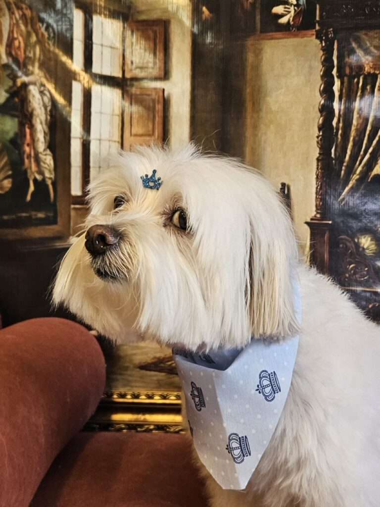 Levi na Realeza Pets, foto 11