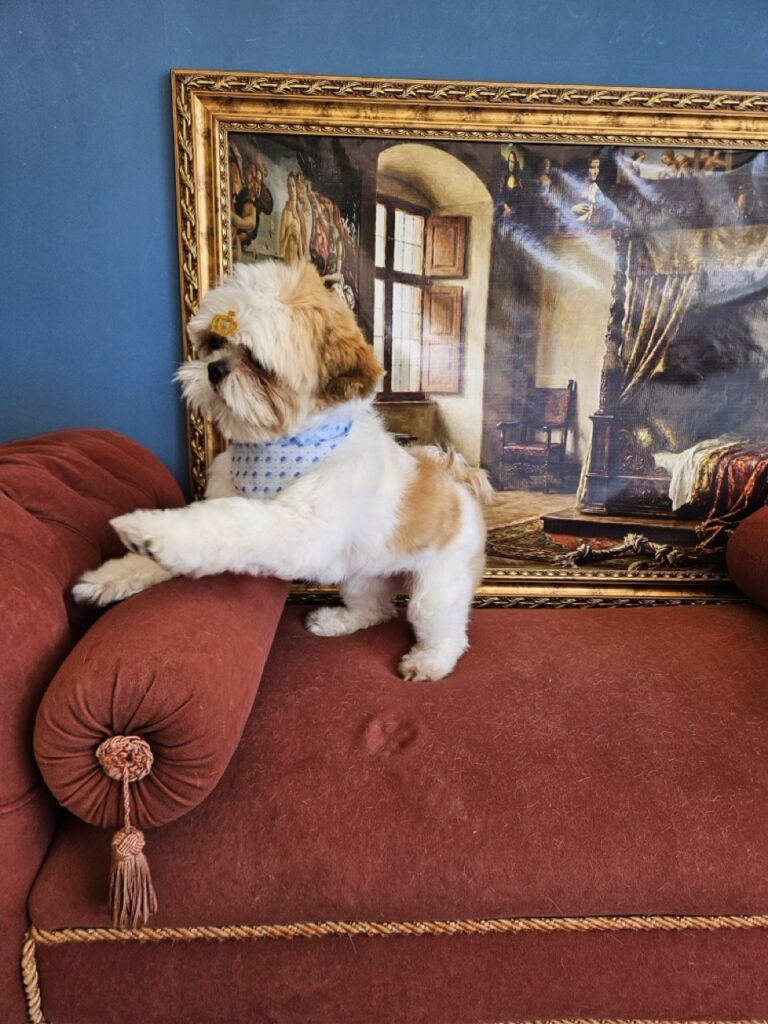 Oliver na Realeza Pets, foto 16