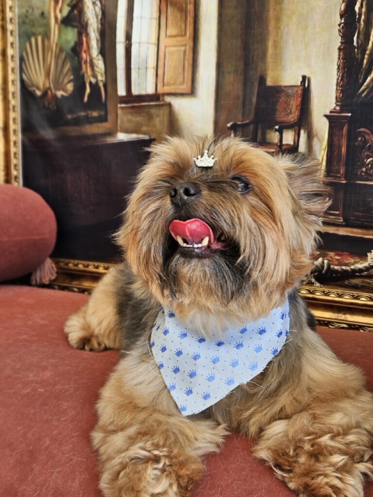 Max na Realeza Pets, foto 5