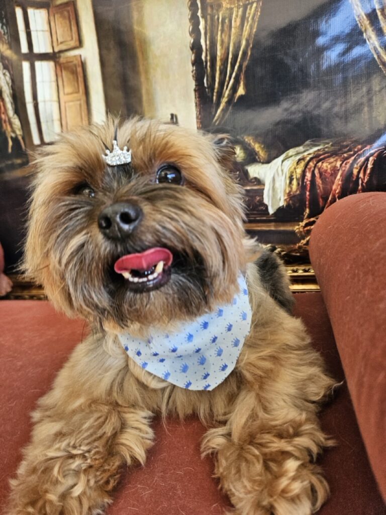 Max, Yorkshire atendido na Realeza Pets