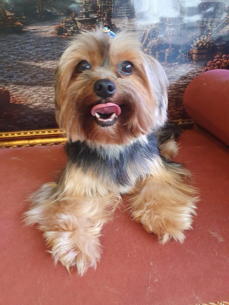 Nana na Realeza Pets, foto 22