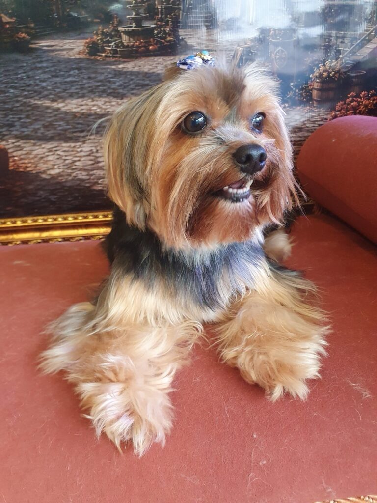 Nana na Realeza Pets, foto 23