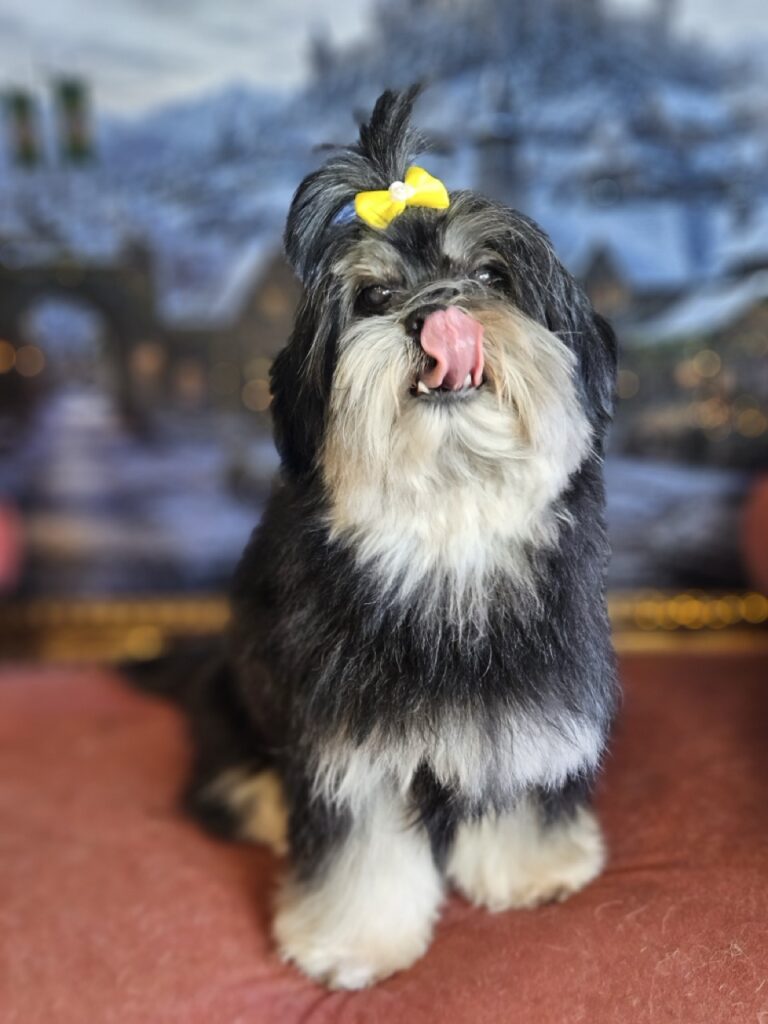Nutella na Realeza Pets, foto 46