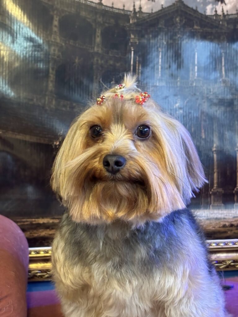 Coca na Realeza Pets, foto 35