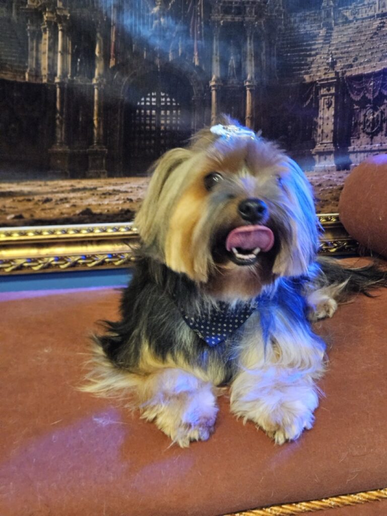 Nana na Realeza Pets, foto 37