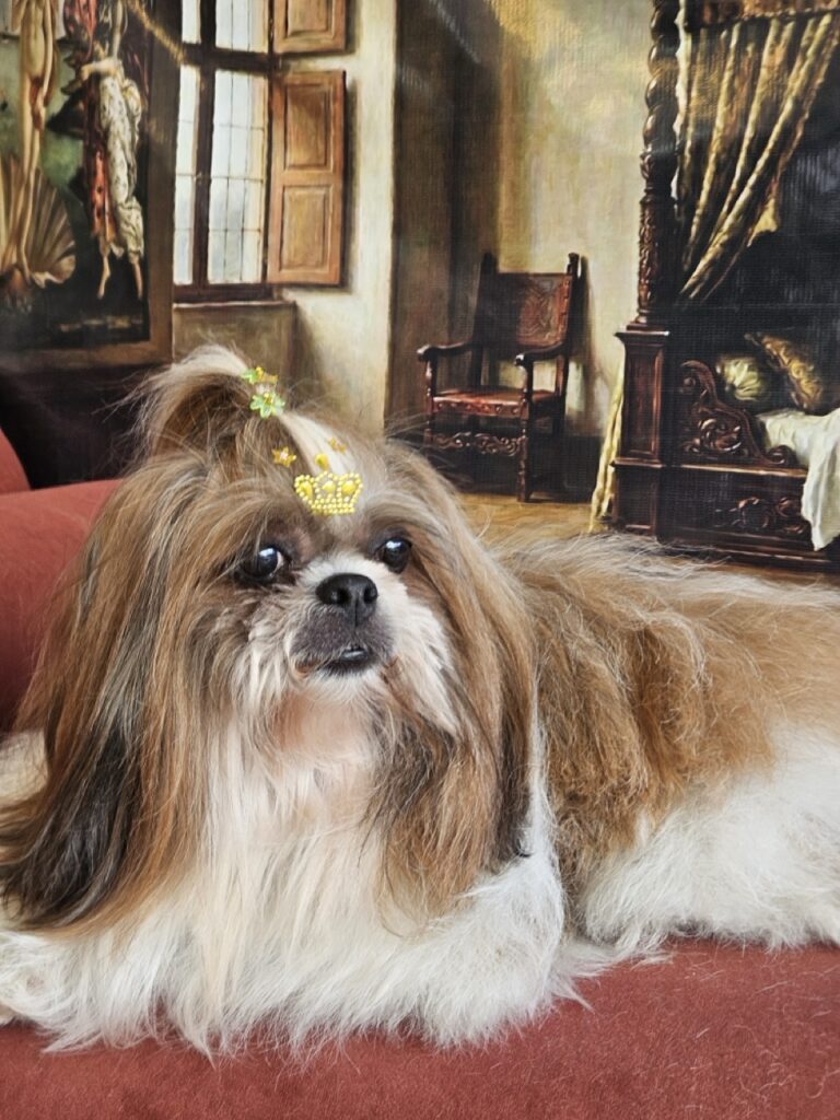 Katy Perry na Realeza Pets, foto 12