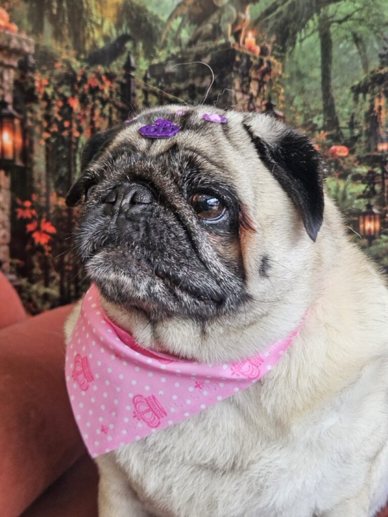 Manju, Pug atendido na Realeza Pets