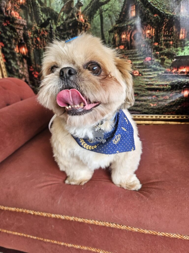 Spencer, Shih Tzu atendido na Realeza Pets