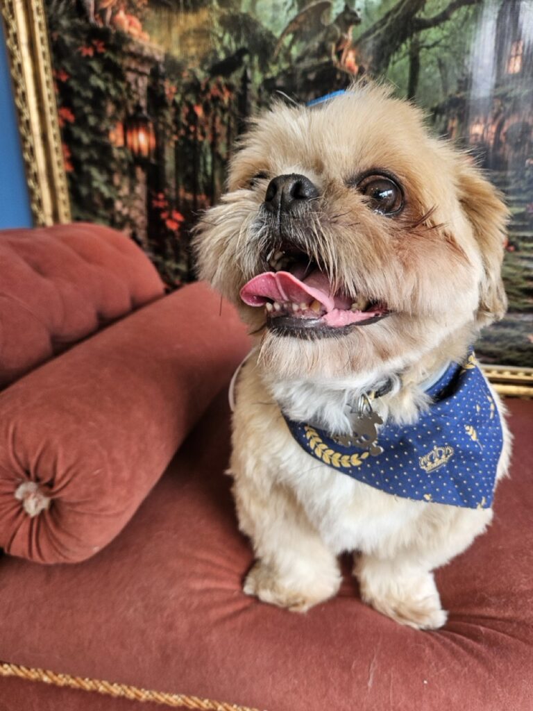 Spencer na Realeza Pets, foto 14
