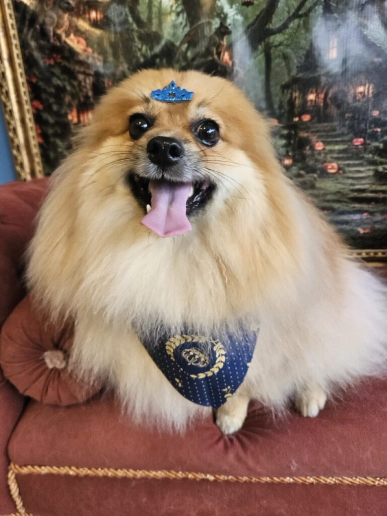 Nemo, Spitz atendido na Realeza Pets