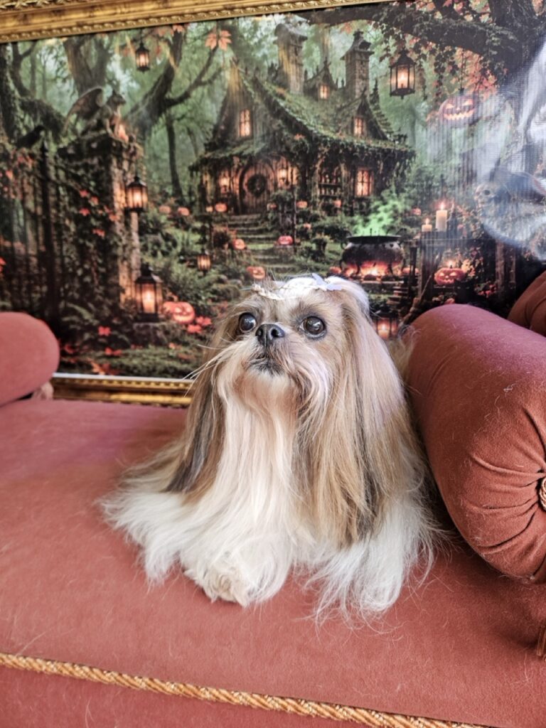 Katy Perry na Realeza Pets, foto 48