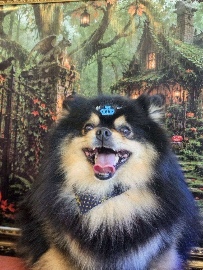 Duke, Spitz atendido na Realeza Pets